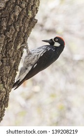 Acorn Woodpecker On Alligator Juniper Tree.