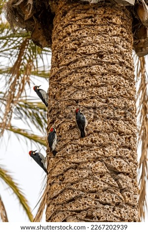 Acorn woodpeckers hammering acorns into a palm tree.