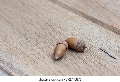acorns