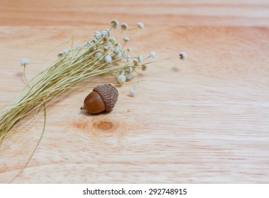 acorns