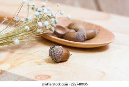 acorns