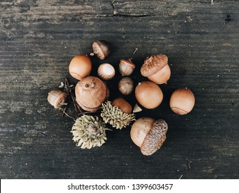 Acorns against a wooden background