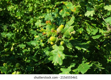acorns. background green oak leaves and acorn on a branch. Close-up of an oak branch with green leaves and acorns in the in a forest. oak tree leaves and acorns. autumn background