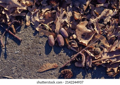 Acorns, Chestnuts, Ash Seeds And Fallen Leaves On The Path In An Autumn Park. View From Above. Autumn Time. Daytime. Selective Focus. No People.