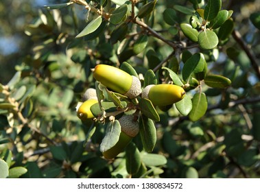 Acorns, the fruit of the holm oak with which the famous Iberian pigs of southern Spain feed