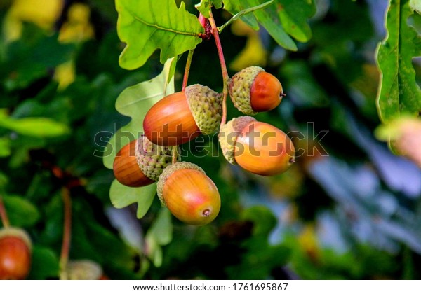 Acorns fruits on oak tree branch in forest. Closeup\
acorns oak nut tree on green background. Early autumn beginning\
acorns macro on branch leaves in nature oak forest. Brown nuts for\
coffee cake bread