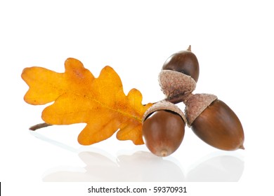 Acorns With Leaves