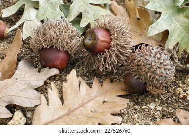 Acorns And Leaves Of Turkey Oak Or Austrian Oak
