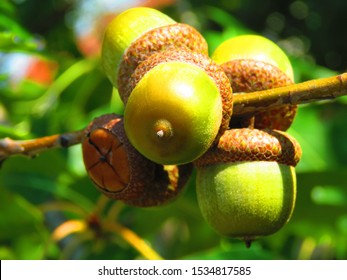 Acorns Of Northern Red Oak, Quercus Rubra, 