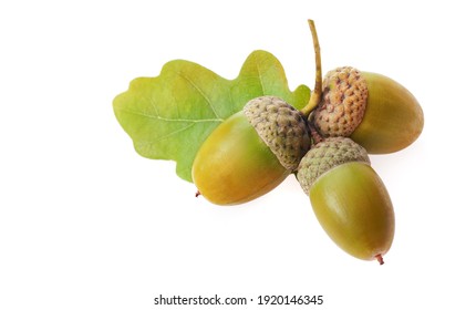 acorns with oak leaf isolate on white.