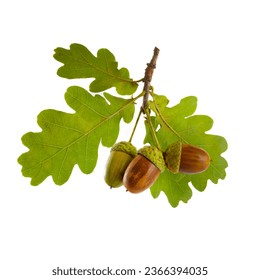 Acorns with oak leaf isolated on white background - Powered by Shutterstock