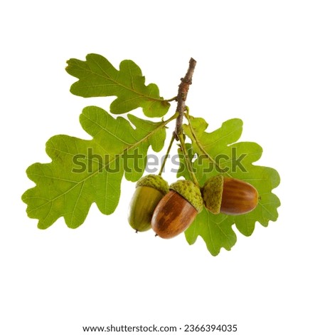 Acorns with oak leaf isolated on white background