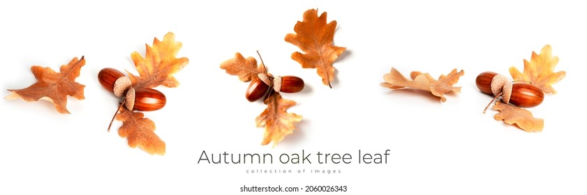 Acorns and oak leaves are isolated on a white background. High quality photo