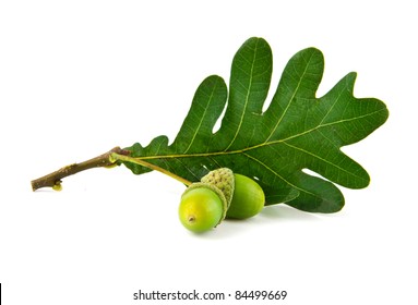 acorns and the oak leaves on a white background