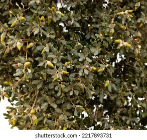 Acorns On A Holm Oak In Spain