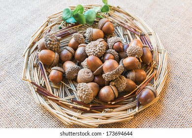 Acorns on the nest - Shutterstock ID 173694644