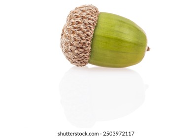 acorns, side view beautiful fresh green acorn isolated on white background with reflection and copy space. natural autumn background or surface with copy space. fruit of oak tree