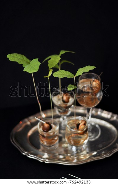 Acorns Small Vases Different Sizes Front Stock Photo Edit Now