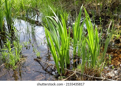 Acorus calamus, sweet flag, young grass in the pond in the pond lit by the rays of the sun