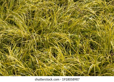 Rush Plant Images Stock Photos Vectors Shutterstock Rush Plant Images Stock Photos Vectors Shutterstock