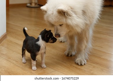 Acquaintance Of Different Dogs. One Large Dog Is Samoyed, And The Other Is A Small Black Purebred Puppy. Dogs Sniff Each Other. Big And Small Dog. Contrast Sizes.