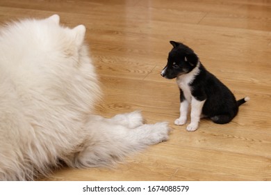 Acquaintance Of Different Dogs. One Large Dog Is Samoyed, And The Other Is A Small Black Purebred Puppy. The Puppy Is Looking At A Big Dog. In A Samoyed Dog, Only Ears Are Visible. Big And Small Dog. 