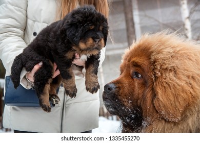 501 Tan mastiff Images, Stock Photos & Vectors | Shutterstock