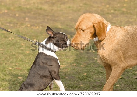 Similar – Image, Stock Photo round table Pet Dog