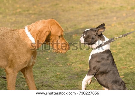 Image, Stock Photo round table Pet Dog