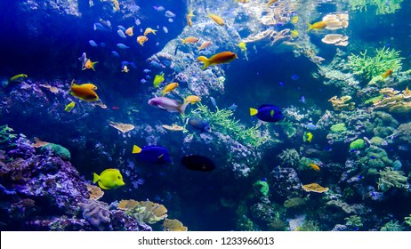 Acquarium Full of Beautiful Tropical Fishes