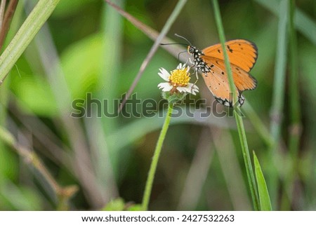 Acraea terpsicore, the tawny coster, is a small, leathery winged butterfly common in grassland and scrub habitats.