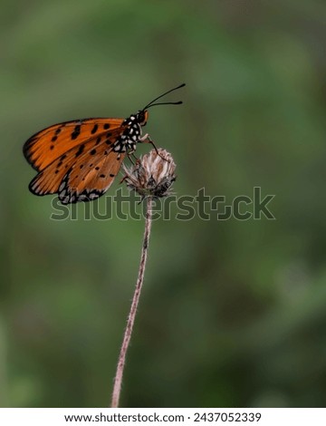 Acraea terpsicore, the tawny coster, is a small, leathery-winged butterfly common in grassland and scrub habitats.