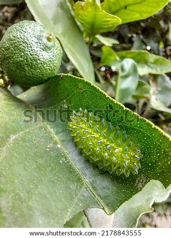 Acraga coa exploiting the lemon leaves. Acraga coa starts its life as a caterpillar, which has been called “Jewel Catterpillar”