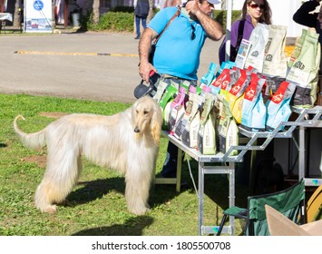 Acre, Israel, January 3, 2016 : An Afghan Hound Stands With Its Owner Outside A Mobile Dog Food Store During A Dog Festival Competition In Ako City In Northern Israel.