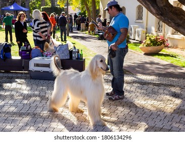 Acre, Israel, January 3, 2016 : An Afghan Hound Stands With Its Owner At A Dog Festival - Competition In The City Of Ako In Northern Israel