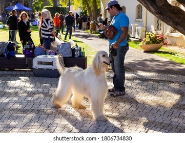 Acre, Israel, January 3, 2016 : An Afghan Hound Stands With Its Owner At A Dog Festival - Competition In The City Of Ako In Northern Israel