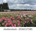 Acres of dahlias at the dahlia festival in Canby, Oregon