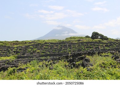 Acres Of Farm Land In Front Of Mount Pico, Azores