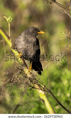 acridotheres, acridotheres cristatellus, acridotheres tristis, aesthetic, animal, beak, bird, branch, common, common myna, creature, crested myna, environment, exotic, fauna, feather, feathered, feath