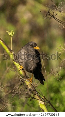 acridotheres, acridotheres cristatellus, acridotheres tristis, aesthetic, animal, beak, bird, branch, common, common myna, creature, crested myna, environment, exotic, fauna, feather, feathered, feath