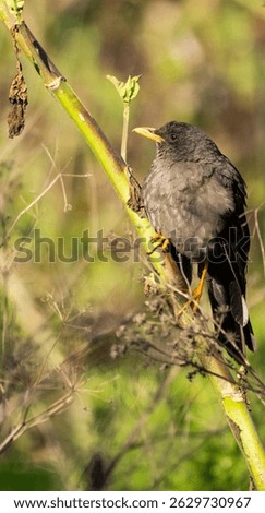 acridotheres, acridotheres cristatellus, acridotheres tristis, aesthetic, animal, beak, bird, branch, common, common myna, creature, crested myna, environment, exotic, fauna, feather, feathered, feath