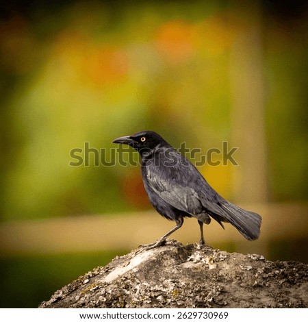 acridotheres, acridotheres cristatellus, acridotheres tristis, aesthetic, animal, beak, bird, branch, common, common myna, creature, crested myna, environment, exotic, fauna, feather, feathered, feath