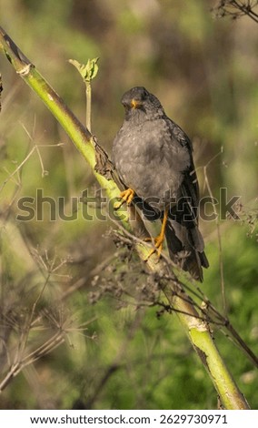 acridotheres, acridotheres cristatellus, acridotheres tristis, aesthetic, animal, beak, bird, branch, common, common myna, creature, crested myna, environment, exotic, fauna, feather, feathered, feath