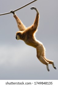 an acrobatic gibbon is exercised - Shutterstock ID 1749848135