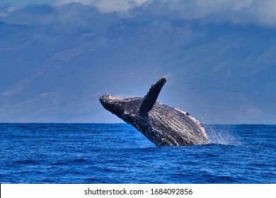 Acrobatic Humpback Whale Breaching On Maui.