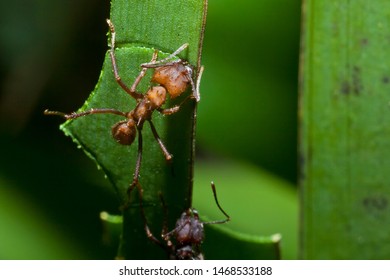 An Acromyrmex Ant Cutting Leaves