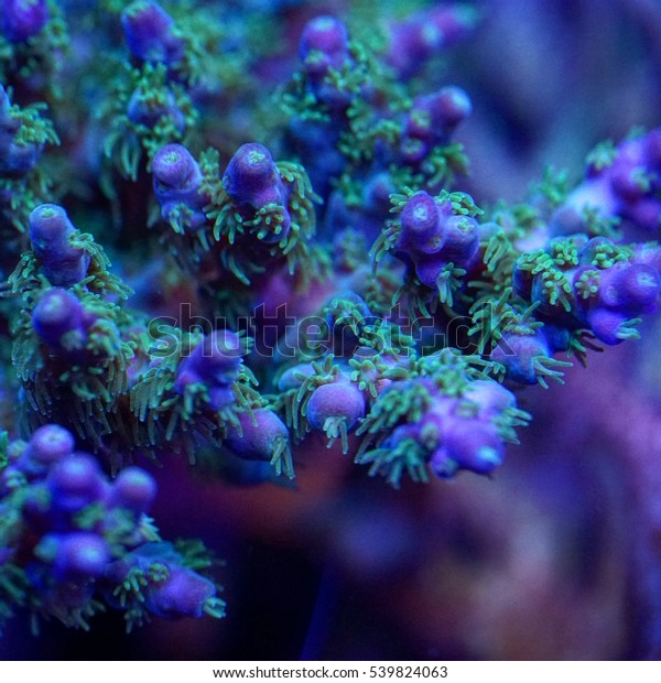 Acropora coral Images, Stock Photos & Vectors | Shutterstock