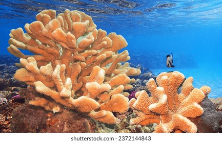 Acropora clathrata. Also known as Solid Table Coral .  Beautiful healthy solid table coral is found at the pristine diving and tourism paradise on the Ari Atoll in the Maldive Islands.