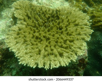Acropora Coral taken in Hong Kong Water
鹿角珊瑚 攝於香港