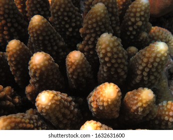 Acropora Digitate From Wallacea Region